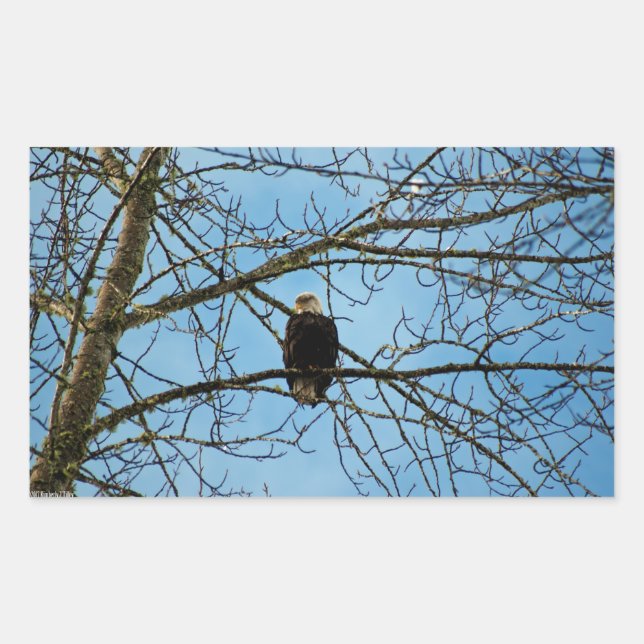 Adesivo Retangular Estou te observando (Frente)