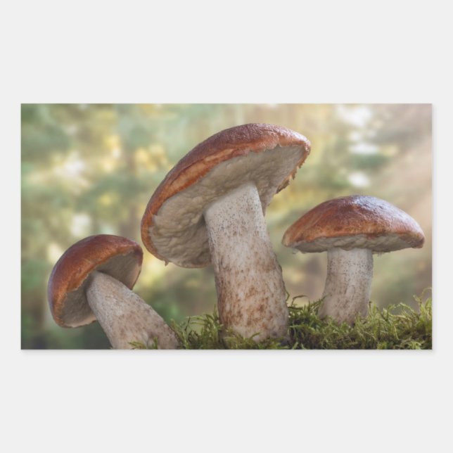 Adesivo Retangular EUA, Washington, Seabeck. Leccinum Insigne (Frente)