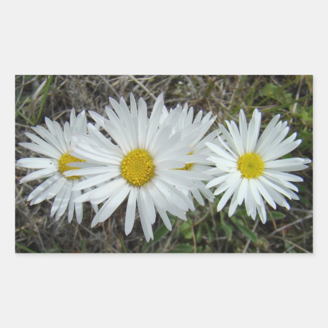 Adesivo Retangular F42 Flores Brancas Aster Suave (Frente)