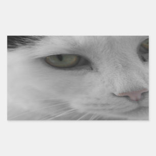 Adesivo Retangular Face de gatos brancos e pretos
