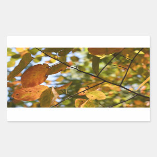 Adesivo Retangular Fall Leaf Autumn Deixa Sky Nature Fotografia