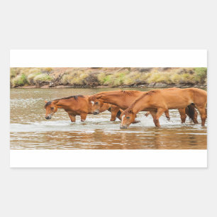 Adesivo Retangular Família Brown Horse no rio