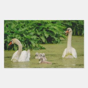 Adesivo Retangular Família Swan