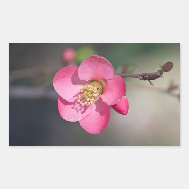 Adesivo Retangular Farinha Rosa Perfeita (Frente)