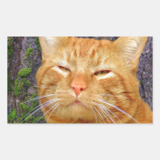 Adesivo Retangular Feliz Gatinho Kat!