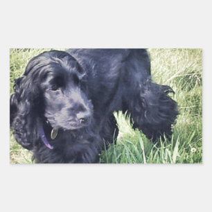 Adesivo Retangular Filhote de cachorro de cocker spaniel