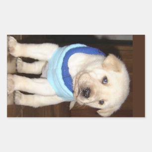 Adesivo Retangular Filhote de Labrador Amarelo com Bandana Azul
