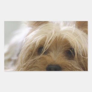 Adesivo Retangular filhote de terrier de yorkshire animalzinho cachor