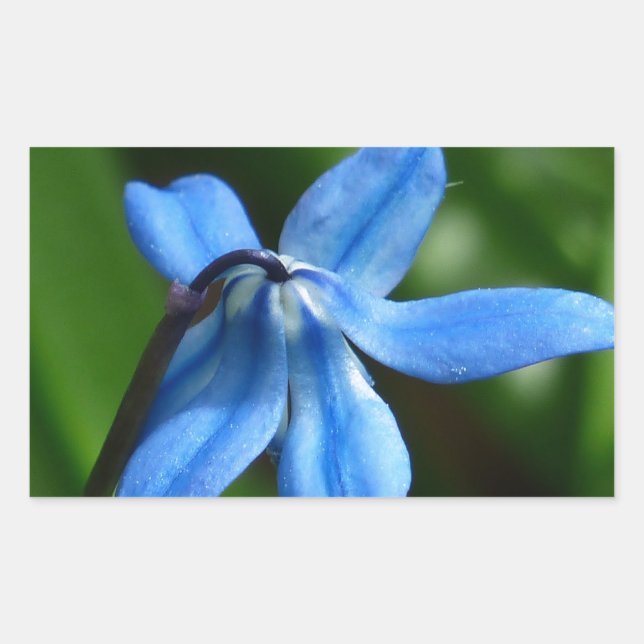 Adesivo Retangular Flor Bluebell (Frente)