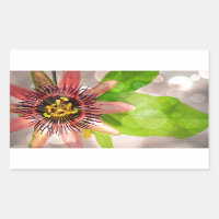 Flor de Fruta de Paixão