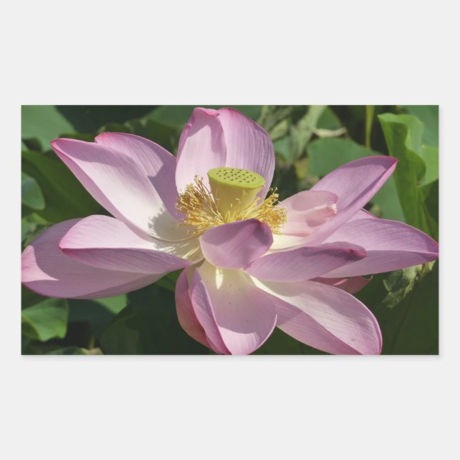 Adesivo Retangular Flor de Lótus Rosa II Floral de Verão (Frente)