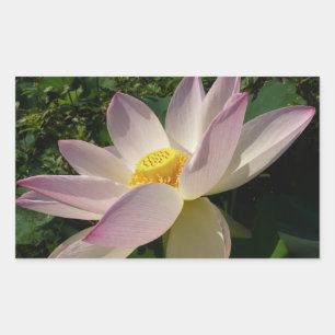 Adesivo Retangular Flor de Lotus Rosa III Verão Floral