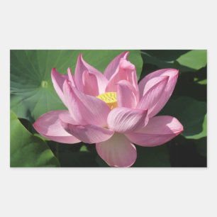Adesivo Retangular Flor de Lotus Rosa IV