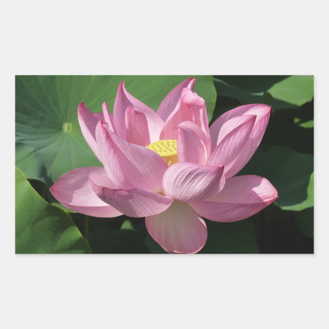 Adesivo Retangular Flor de Lotus Rosa IV (Frente)