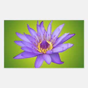 Adesivo Retangular Flor de Nenúfar Lagoa Aquática Flor de Água Roxa