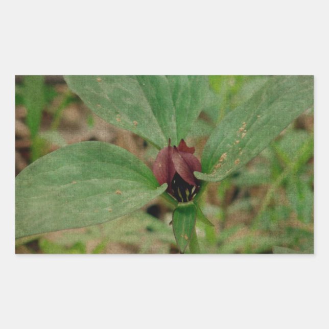 Adesivo Retangular Flor de trilho (Frente)