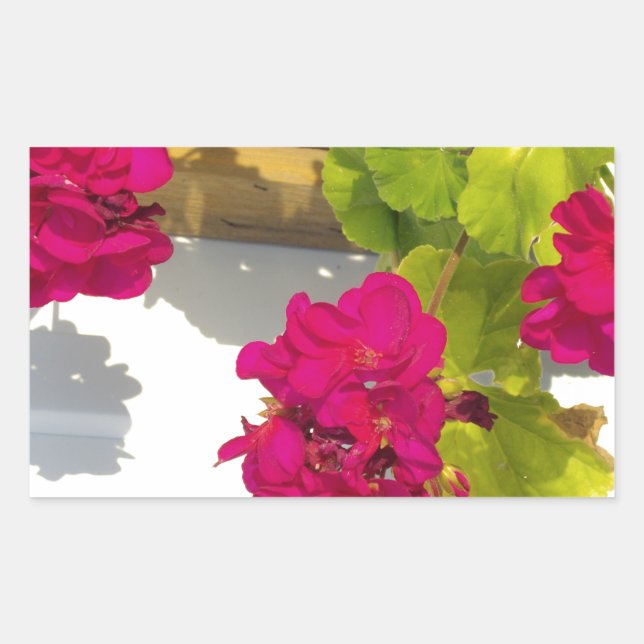 Adesivo Retangular Flor floral cor-de-rosa bonito Geranium (Frente)