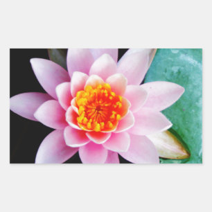 Adesivo Retangular Flor lírio de água, rosa quente e lótus laranja