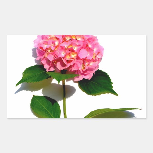 Adesivo Retangular Flor rosa-rosa-rosa-hidrangea-rosa (Frente)