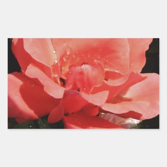 Adesivo Retangular Flor Rosa Rosa Rosa Pêssego bonito (Frente)