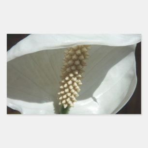 Adesivo Retangular Floral branco elegante do lírio de paz