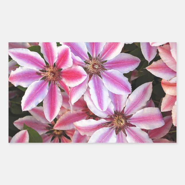 Adesivo Retangular Flores de clematis listradas, de cor rosa e branca (Frente)