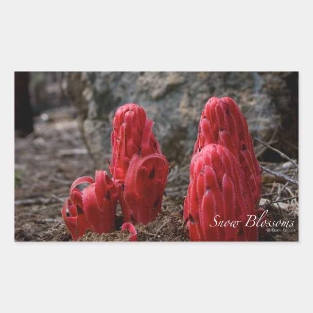 Adesivo Retangular Flores de Neve (Frente)