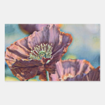 Flores de papoila cor-de-laranja roxa