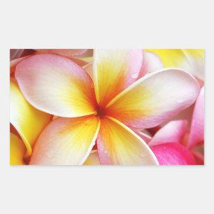 Adesivo Retangular Flores de Plumeria Frangipani Amarelo-Rosa