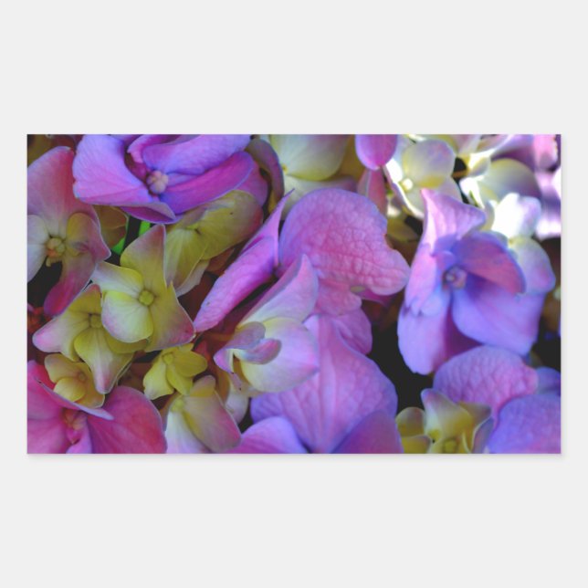 Adesivo Retangular Flores magenta púrpura amarelas Hydrangas (Frente)