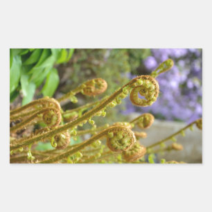 Adesivo Retangular Folhas verdes da samambaia de fiddlehead