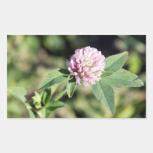 Adesivo Retangular Foto de Flor Selvagem de Púrpura