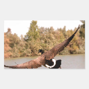 Adesivo Retangular foto de pato voando sobre a água