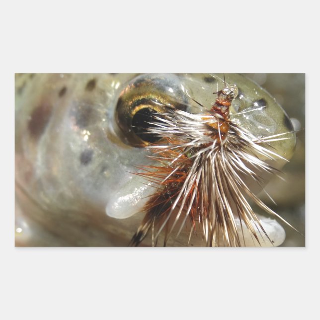 Adesivo Retangular Foto do Rainbow Trout (Frente)