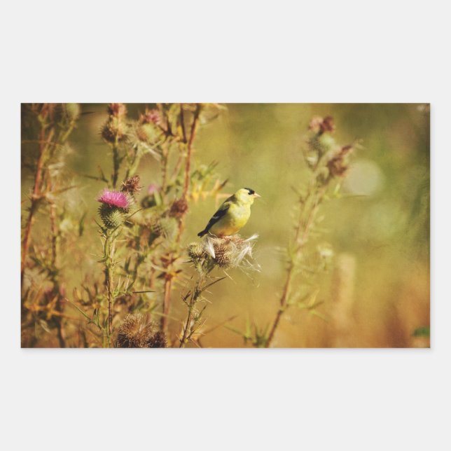 Adesivo Retangular Foto Goldfinch (Frente)