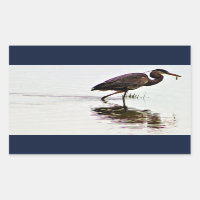 Foto Heron Azul do excelente