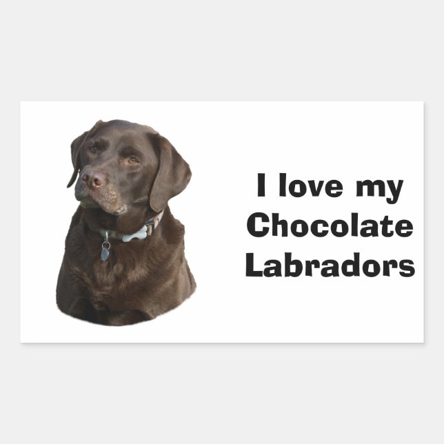 Adesivo Retangular Fotografia de cão Labrador Chocolate (Frente)