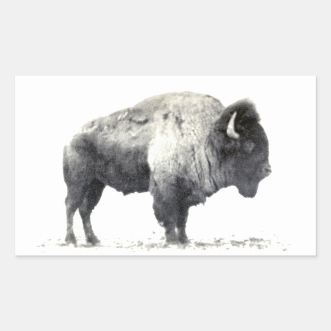 Adesivo Retangular Fotografia histórica do American Bison (Frente)