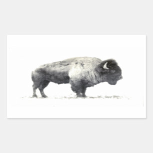 Adesivo Retangular Fotografia histórica do bisonte americano