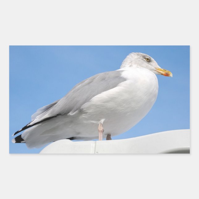 Adesivo Retangular Gaivota de arenque de close-up amontoada na cabine (Frente)