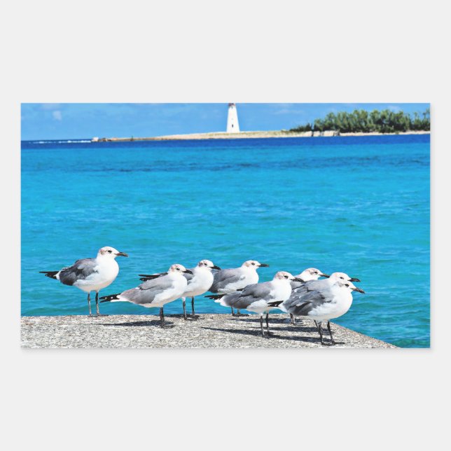 Adesivo Retangular Gaivotas, Nassau, Bahamas  (Frente)
