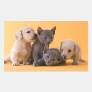 Adesivo Retangular Gatinhos Azuis Russos e Puppies Dachshund
