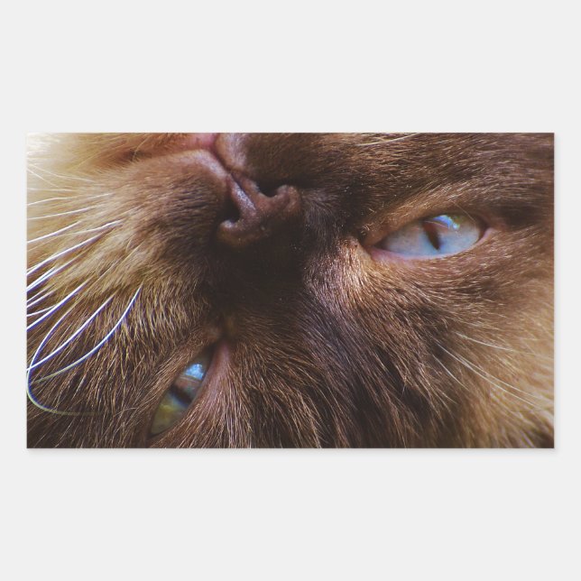 Adesivo Retangular gato fofo animalzinho ronronar miar olhos rosto ma (Frente)