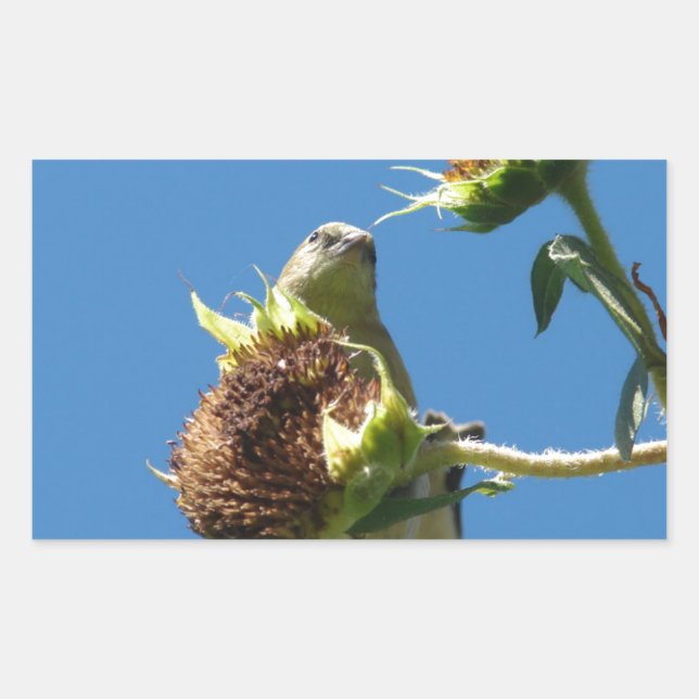 Adesivo Retangular Goldfinch (Frente)