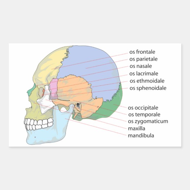 Adesivo Retangular Gráfico do Nome do Osso do Crânio Humano (Frente)