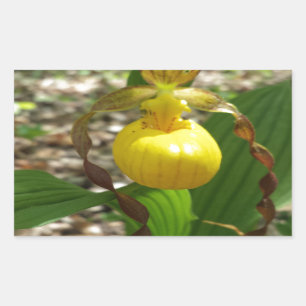 Adesivo Retangular Grande Cypripedium amarelo da senhora deslizador