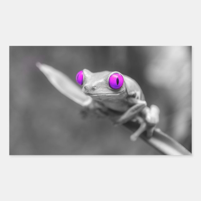 Adesivo Retangular Grenouille aux yeux violets (Frente)