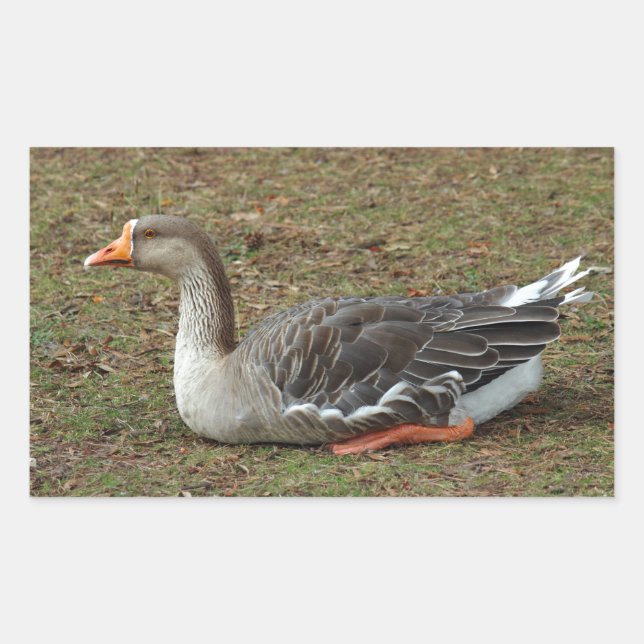 Adesivo Retangular Greylag Swan Goose Cross (Frente)