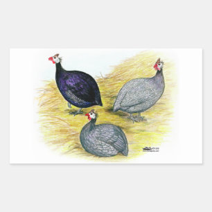 Adesivo Retangular Guineas Roxo, Coral Azul e Lavendar