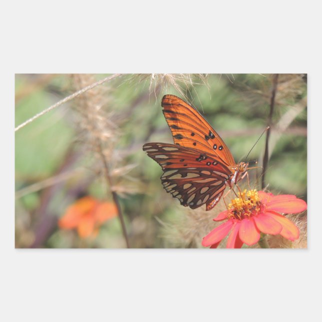 Adesivo Retangular Gulf Fritillary em Zínia (Frente)